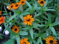 帰宅時に見つけた花