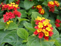 淡路夢舞台-花-