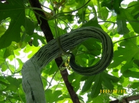 淡路夢舞台-ヘチマ-