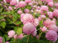 地元の公園_その2