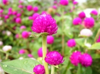 地元の公園_その3