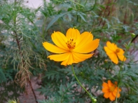 地元の公園_その5