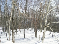 連綿と続く木々