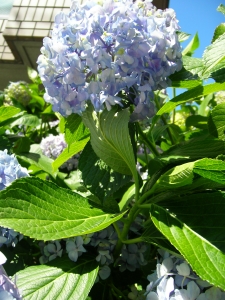 近所のあじさい