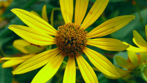 小石川植物園 - その1