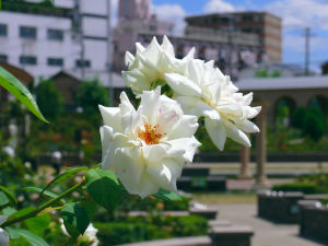 08/12 - 堺市東雲薔薇回廊1