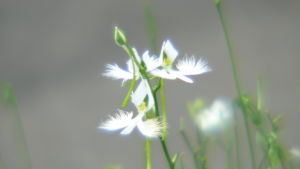 国営昭和記念公園2