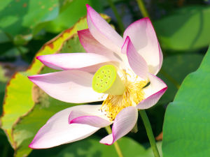 国営昭和記念公園4