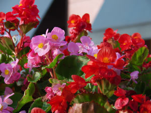 恵比寿ガーデンプレイス-その2